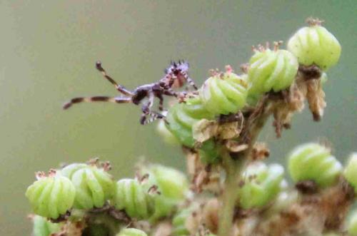 Réf. 221 931 : Coreus marginatus